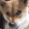 yuanchengtai0