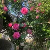 nonna.giusy3