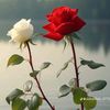 muhammad.sajid4231