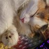 tigerlily2628