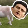 maguire_the_goat00