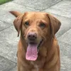 molly_the_red_lab