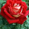beatrizelizabeth77