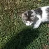 misha_the_cat3