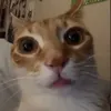laggagg0