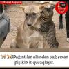 cudo123__