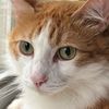 kittielovestore