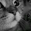 me.h.da