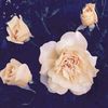 mroses_23