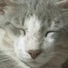tatyfiyz