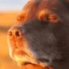 baileygesa06gmail