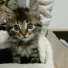 jessygabry11