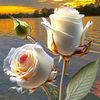adil.mashi