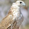 الطير الحر 🦅