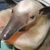 perseeasshoul