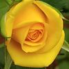 ward_ali33
