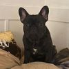 frenchiemum007