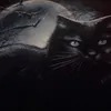cathytrop
