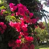 scryalyaa
