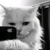 sipuutt_512