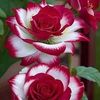 nazmoon_nisha