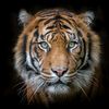 ayahnda_tiger