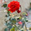 halahamad097