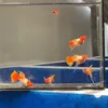 alexguppy6879