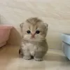 mrcat339
