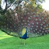 wiliam_bird