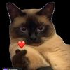 moe_amara1440