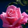 darlinejeanlouis7