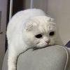 star2cat