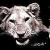urser._033