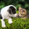 katzenmami12345