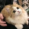 look_cute_cat