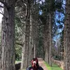 pinaspanu3