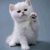 www.andriyanto