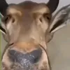 javahiki