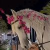 mariamabdulhaleem2
