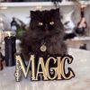 magic.kitty8