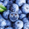 mrblueberrycat