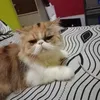 dandyzue