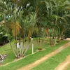 daniloneves870