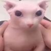cheegisbonk123