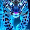 asifiqbal0227
