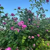 dung.nguyen5544