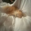 niyyssspam
