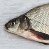 _bream_12