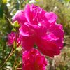 faisal_ajk